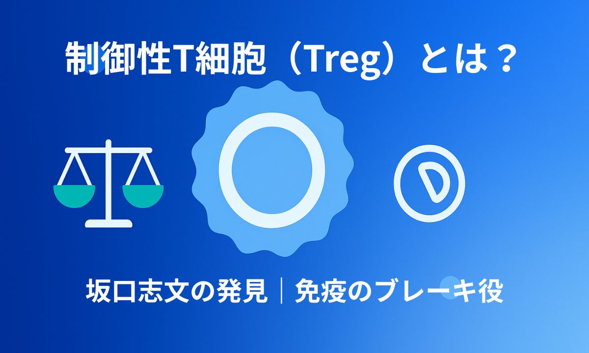制御性T細胞（Treg）の役割を解説する記事のアイキャッチ画像。青いグラデーション背景に細胞のイラストとバランスを示すアイコンが配置され、免疫のブレーキ役という概念を視覚的に表現している。