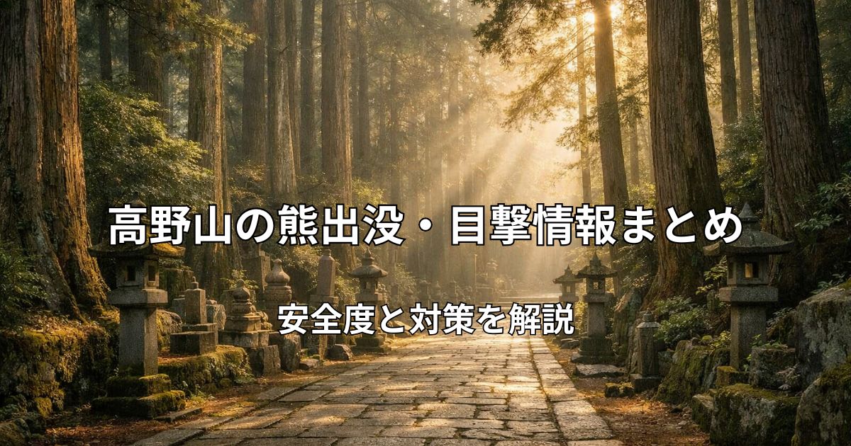 早朝の光が差し込む高野山の杉林と石畳の参道