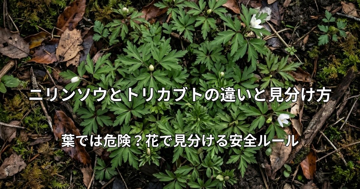春の山林で混生するニリンソウとトリカブトの若葉の俯瞰写真。素人目には見分けがつかないほど似ている様子。
