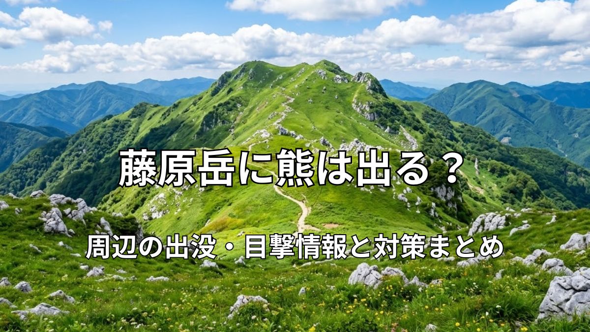 晴天の青空の下に広がる、緑豊かで美しい藤原岳の稜線と登山道