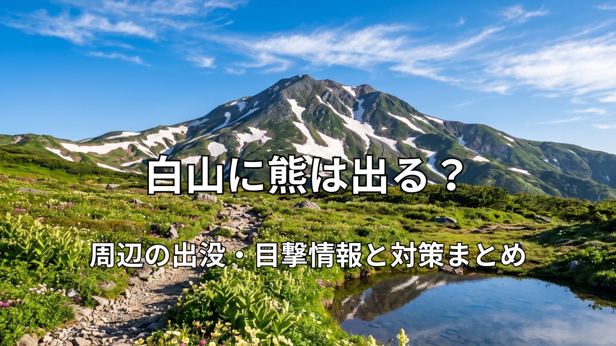 青空の下、残雪が残る白山と高山植物が咲く美しい登山道の風景