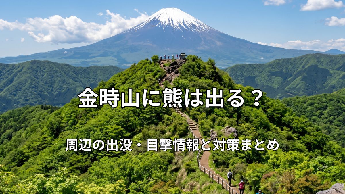 富士山を背景に山頂へ続く金時山の緑豊かな登山道